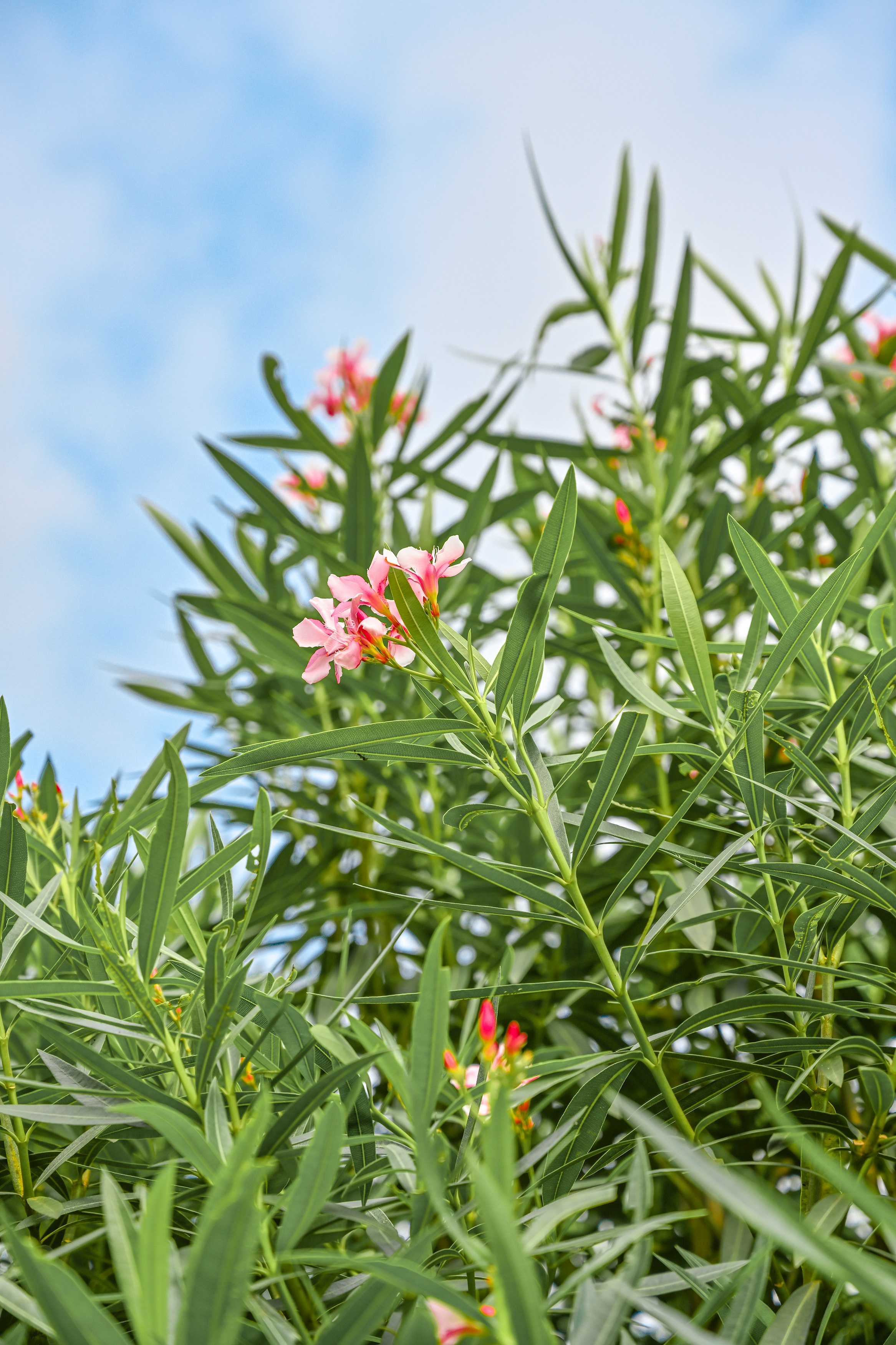 pink petaled flowers